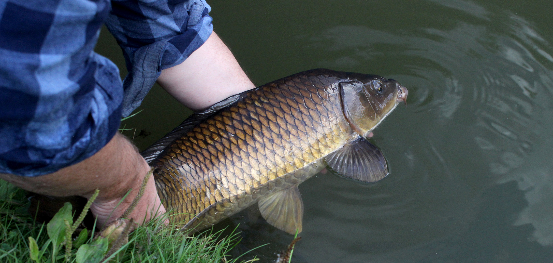 Carp Fishing Doncaster West End Lake Bank End Fisheries McCallums