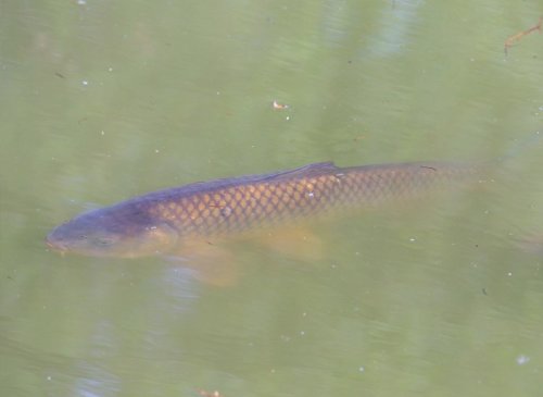 F1 carp