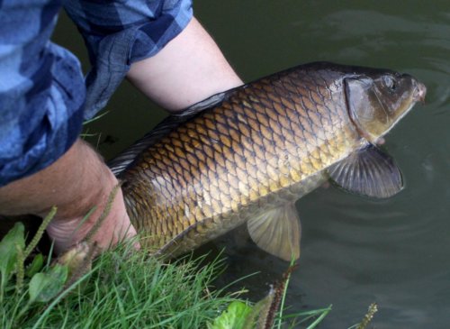 West End Lake common carp