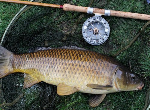 Carp on traditional tackle & tactics